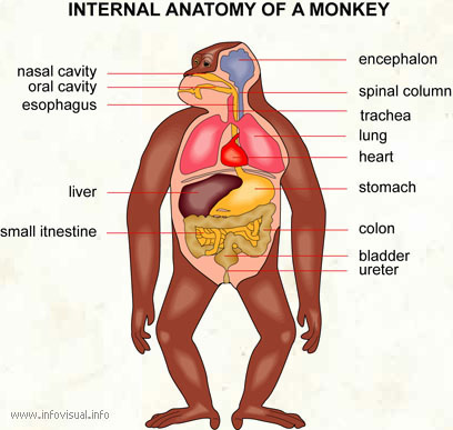 Internal anatomy of a monkey